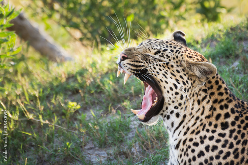 Murais de parede Leopard in Botswanan yawning