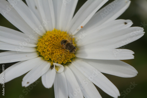 Close up of a bee collecting pollen on a daisy
