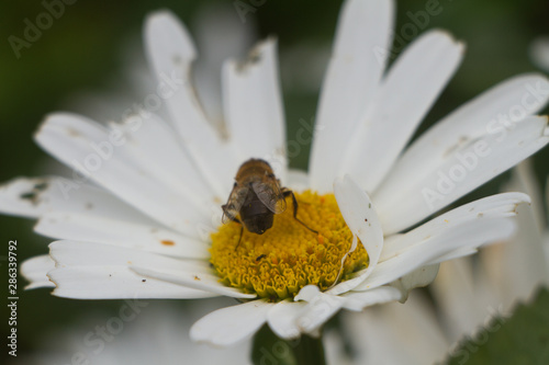 Vászonkép Rear view of a bee collecting pollen from a bedraggled white daisy flower select