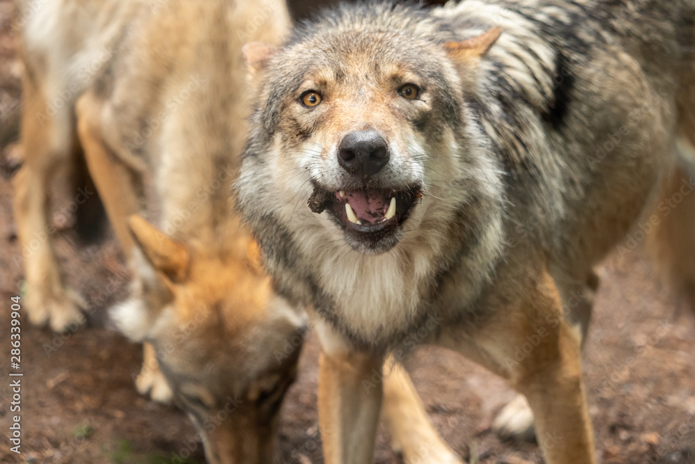 Fototapeta premium A wolf out in nature