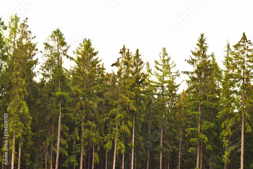 green long trees with a cloudy background