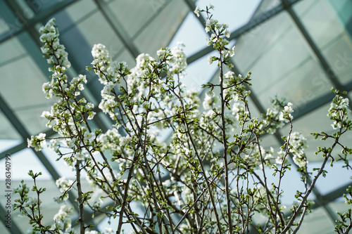 Sakura Prunus, bright morning light, bright colors, flower dome in Singapore photo