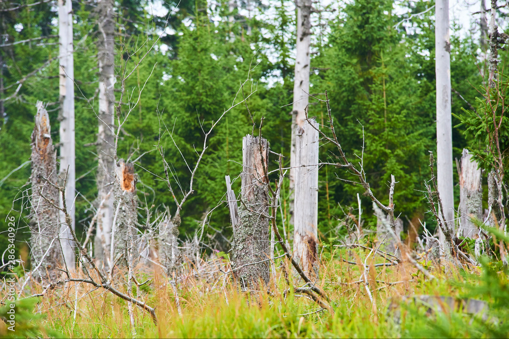 Fototapeta premium Natural forest regeneration without human intervention in national park Sumava (Bohemian Forest) near Polednik mount. Forest was destroyed in storm Kyrill and attacking by bark beetle, Czech Republic