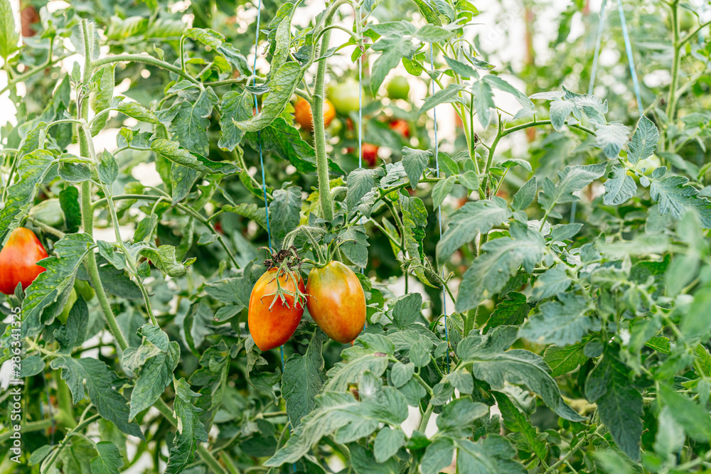 Ready red tomatoes at greenhouse, closeup
