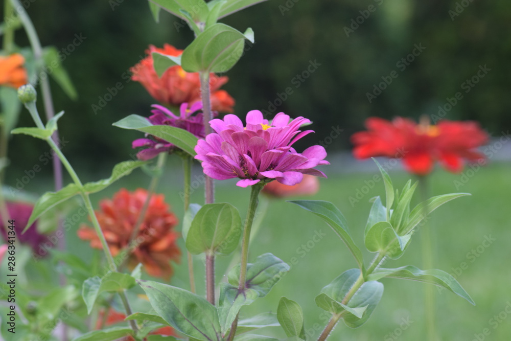 Obraz premium Kwiaty