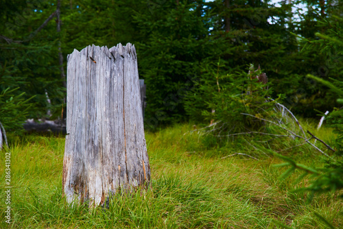 Natural forest regeneration without human intervention in national park Sumava (Bohemian Forest) near Polednik mount. Forest was destroyed in storm Kyrill and attacking by bark beetle, Czech Republic photo