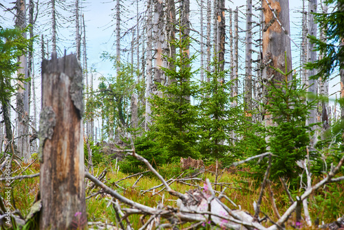 Natural forest regeneration without human intervention in national park Sumava (Bohemian Forest) near Polednik mount. Forest was destroyed in storm Kyrill and attacking by bark beetle, Czech Republic photo