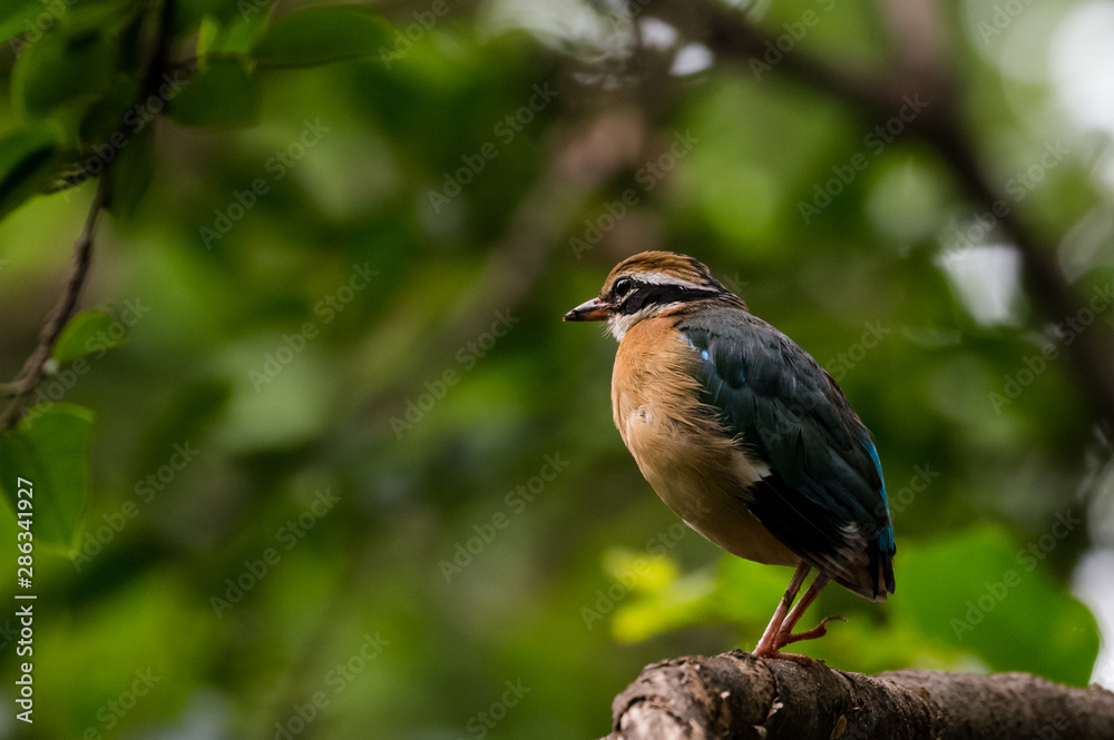 India Pitta bird sitting on the perch of tree with laving green background. The Bird have 9 different colors.