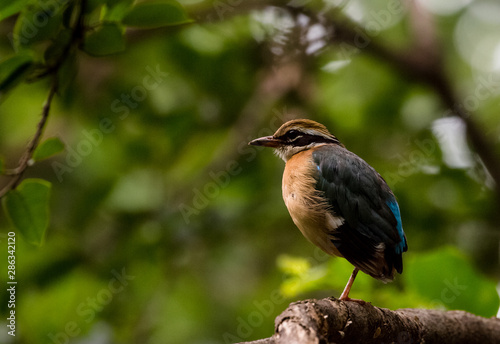 India Pitta bird sitting on the perch of tree with laving green background. The Bird have 9 different colors.