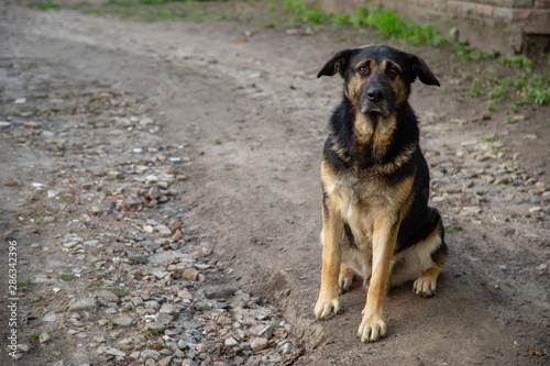Estrela Mountain Dog looking into the camera with sadness in its eyes.