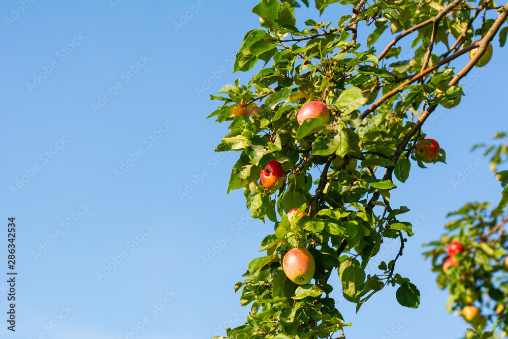 Apples hanging from a tree branch, apples in the orchard.