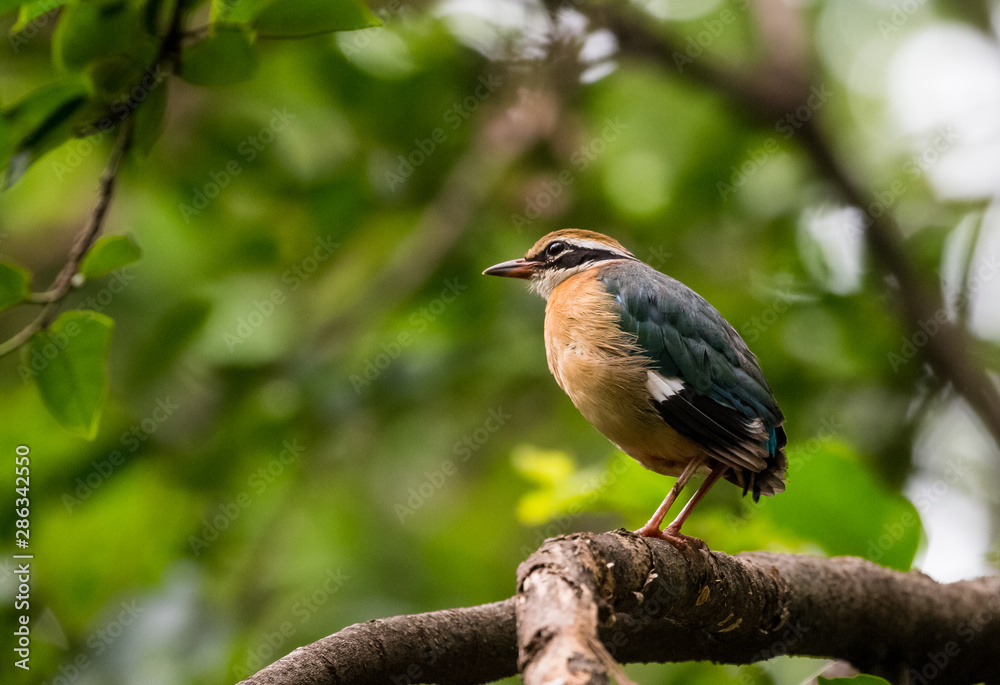 India Pitta bird sitting on the perch of tree with laving green background. The Bird have 9 different colors. India Pitta bird sitting on the perch of tree with laving green background. The Bird have 9 different colors.