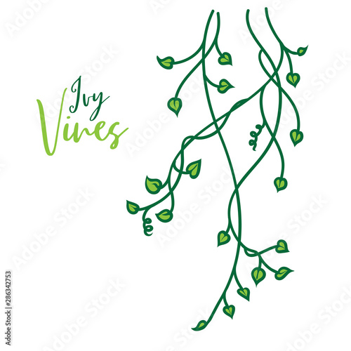 Ivy border design, green hanging vine with leaves in pretty border decoration, spring or nature vector plant design, colors are editable, isolated on white background