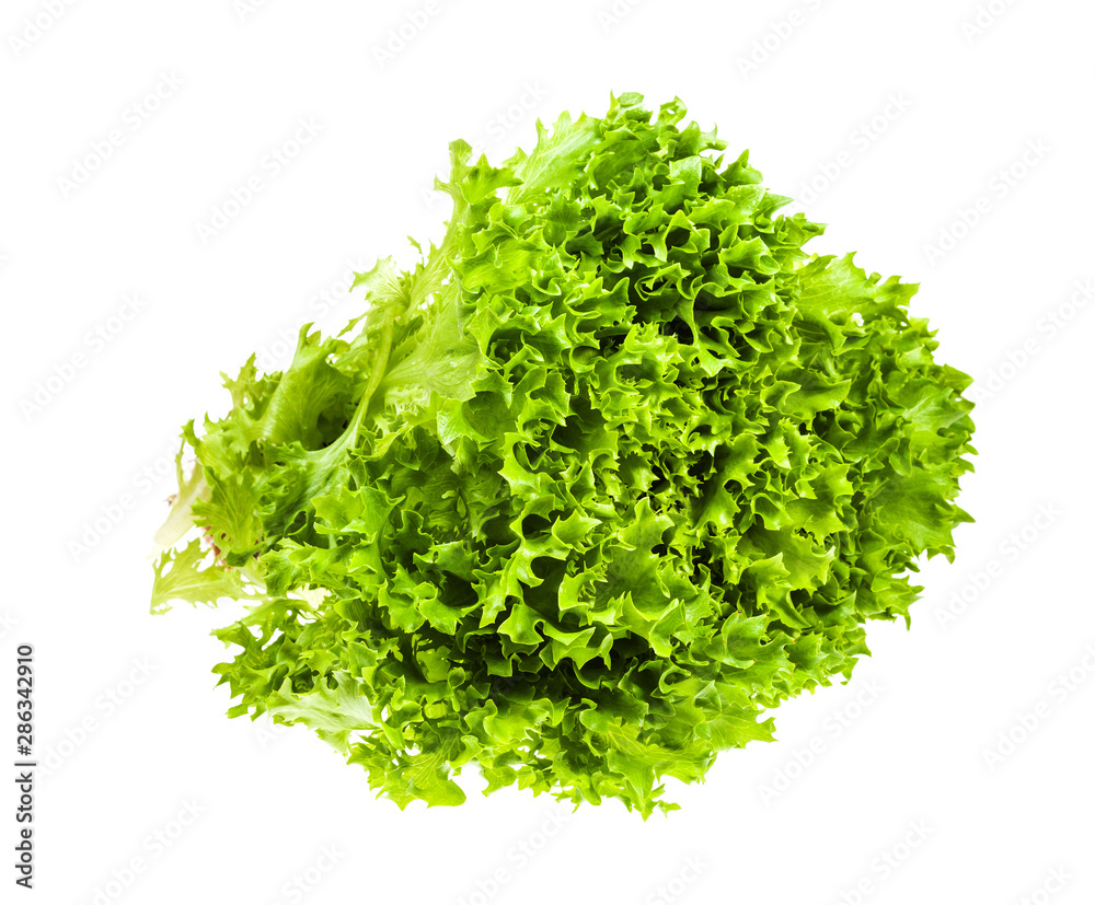 fresh green foliage of Ice leaf lettuce isolated fresh green foliage of Ice leaf lettuce isolated
