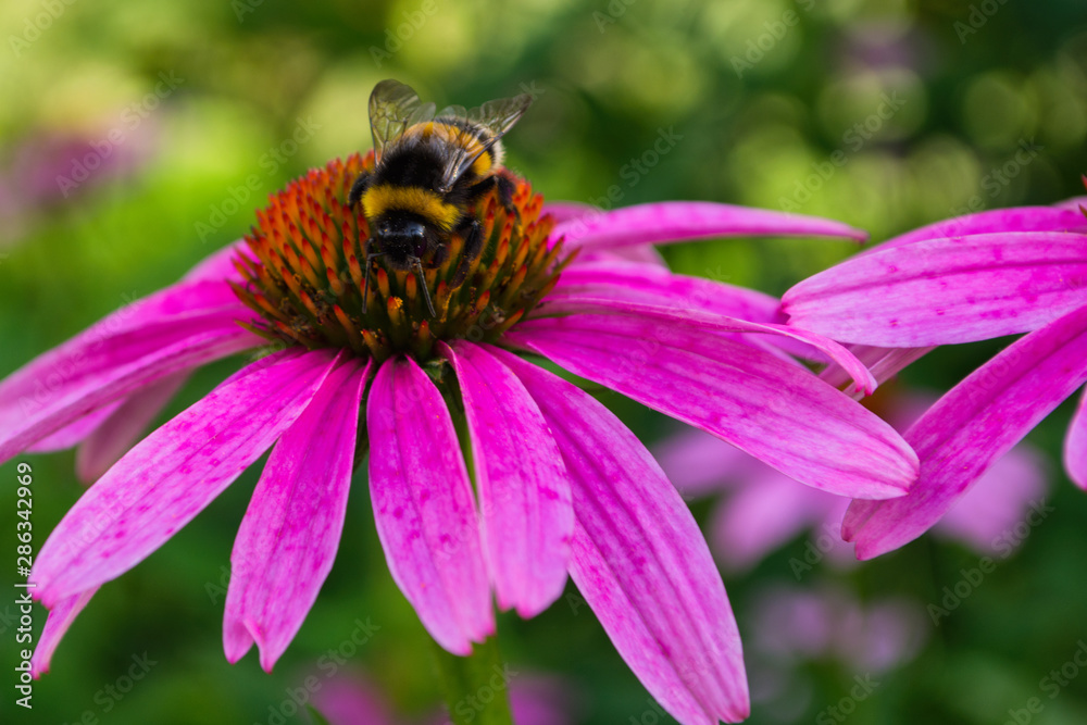 Bumblebee on flower Echinacea purpurea. Flower fields of medicinal plants. Insect closeup. Bumblebee on flower Echinacea purpurea. Flower fields of medicinal plants. Insect closeup.