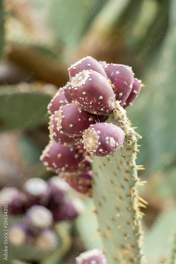 Foto de Grappe de figues de Barbarie rouges sur un cactus en plan rapproché avec le épines sur