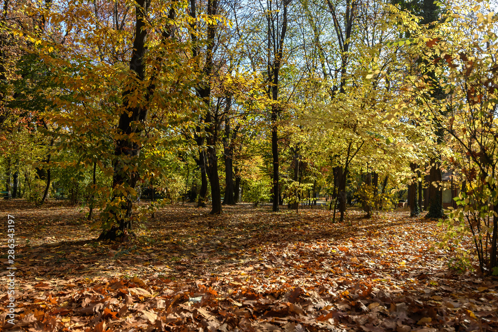 Yellow and brown tree leaves in a forest during a sunny autumn day