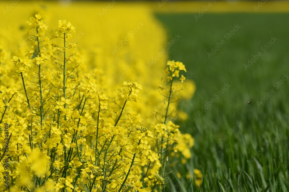 Obraz premium Rzepak