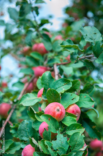 Apple tree with apples, org...