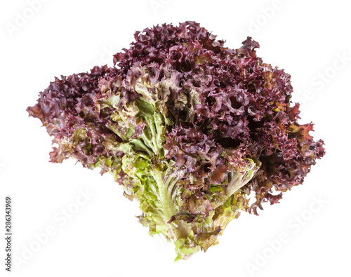 twig of fresh Lollo rosso leaf lettuce isolated