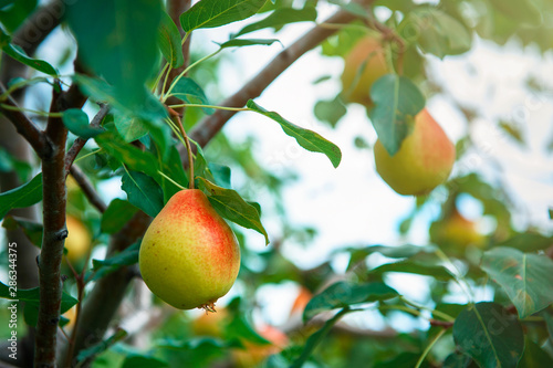 Pear tree with pears, organ...