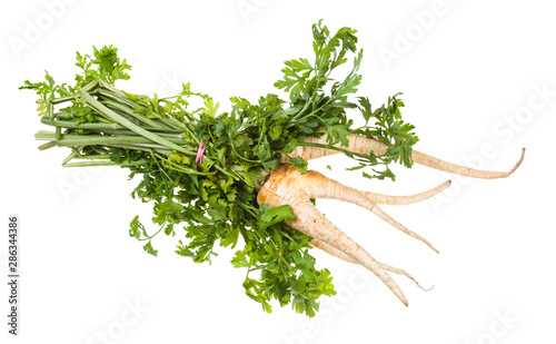 bunch of garden parsley with roots and greens