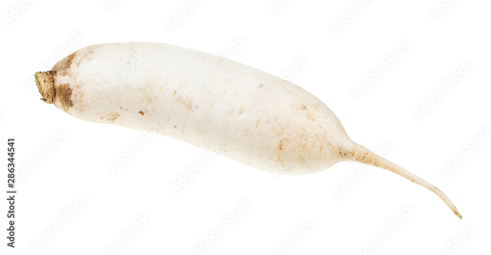 fresh root of Daikon long white radish isolated fresh root of Daikon long white radish isolated