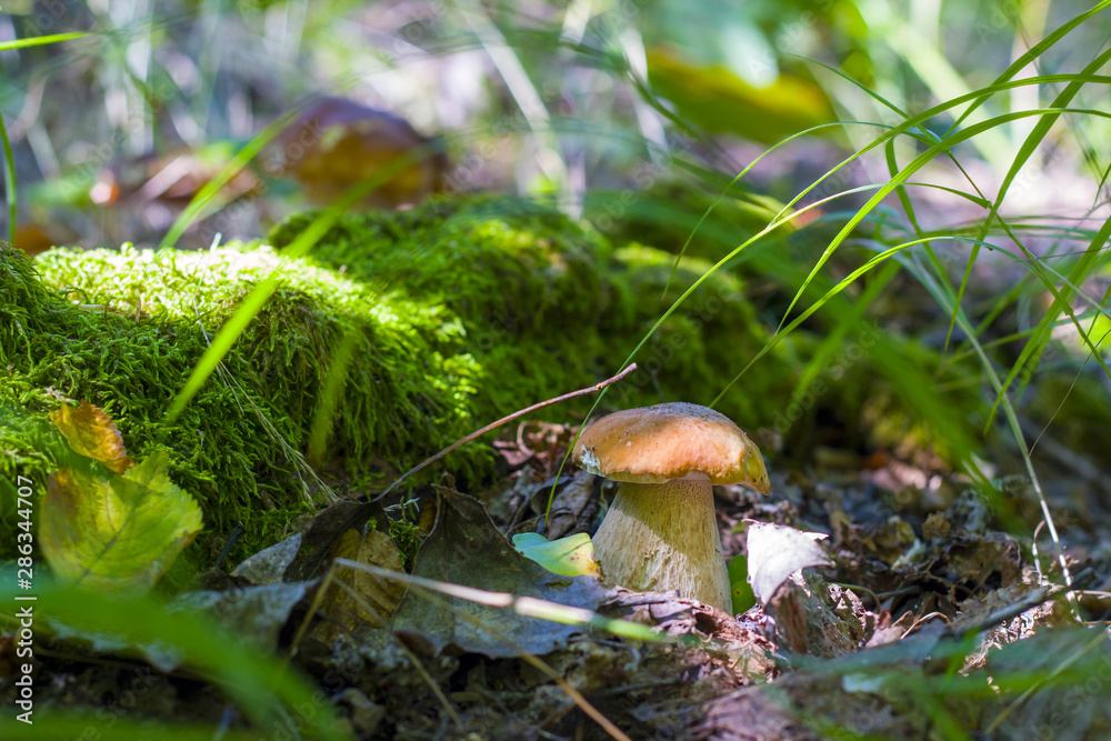mushroom grows near log in moss mushroom grows near log in moss