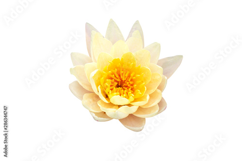 White blooming Tidatan lotus isolated on white background with clipping path