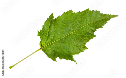 leaf of amur maple (acer tataricum ginnala) tree photo