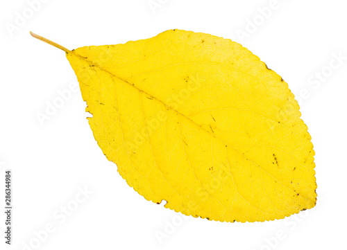 fallen yellow leaf of plum tree isolated