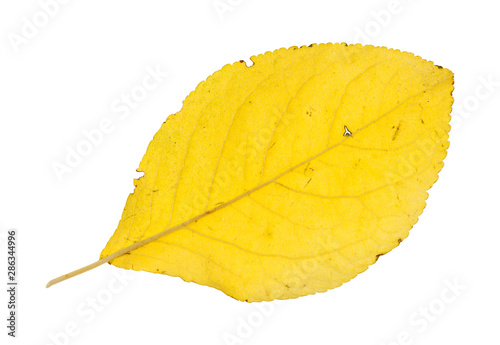 back side of fallen yellow leaf of plum tree