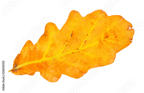 fallen yellow and brown oak leaf isolated