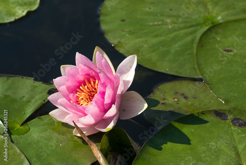 Delicate pink water lily and green lily pads