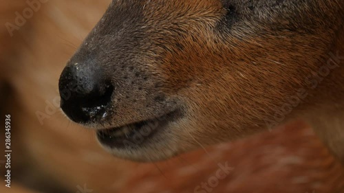 Duiker Antelope  photo