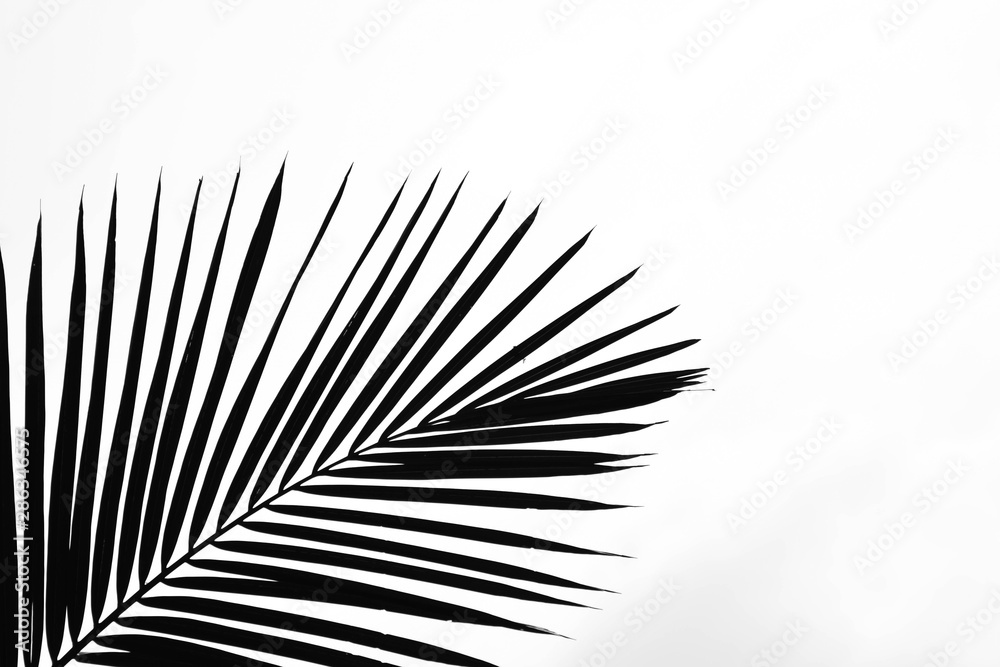 Fototapeta premium closeup palm leaves - monochrome