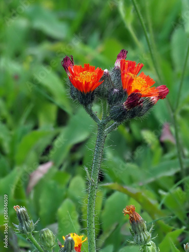 Orangerote Habichtskraut - Pilosella aurantiaca photo