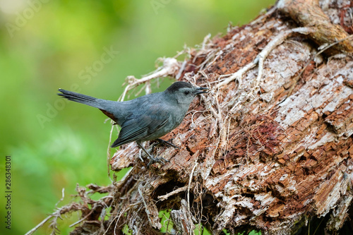 Catbird photo