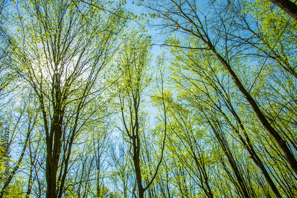 Fototapeta premium The sun over spring trees