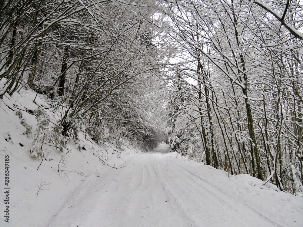 Obraz premium a road covered with snow among the trees