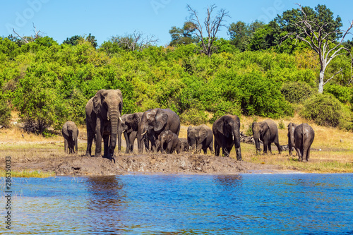 Photography African elephants in shallow water