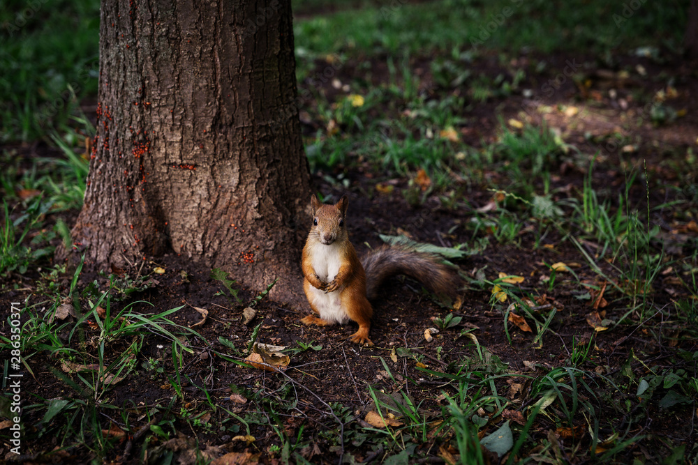 Little Redhead curious squirrel stands under a tree on her hind legs and watches, Little Redhead curious squirrel stands under a tree on her hind legs and watches,