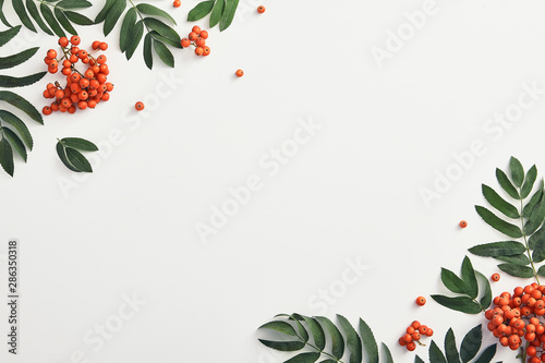 Forest sorbus and leaves top view photo