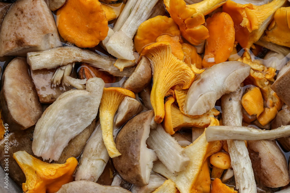 Chanterelles and other edible and tasty mushrooms in a pan. Close-up.