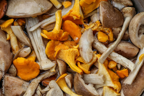 Chanterelles and other edible and tasty mushrooms in a pan. Close-up.