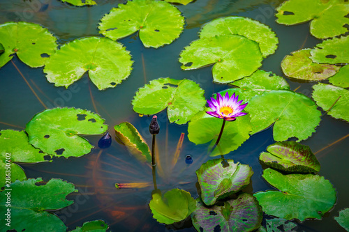 Lotus in water with green leaves