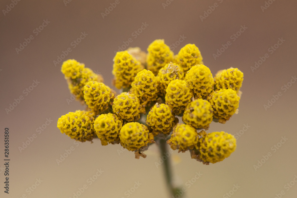 Achillea ageratum Mace, Sweet-nancy plant of the Compositae family with small yellow flowers
