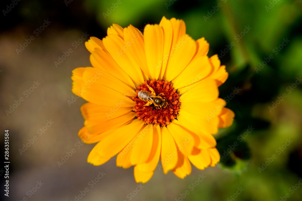 A bee pollinating a Calendula flower