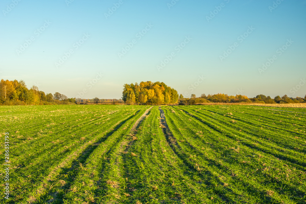 Green large field, horizon and autumn trees