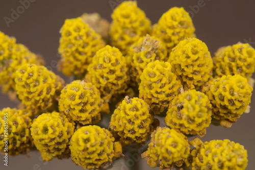 Achillea ageratum Mace, Sweet-nancy plant of the Compositae family with small yellow flowers photo